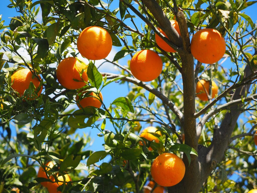 tree of oranges