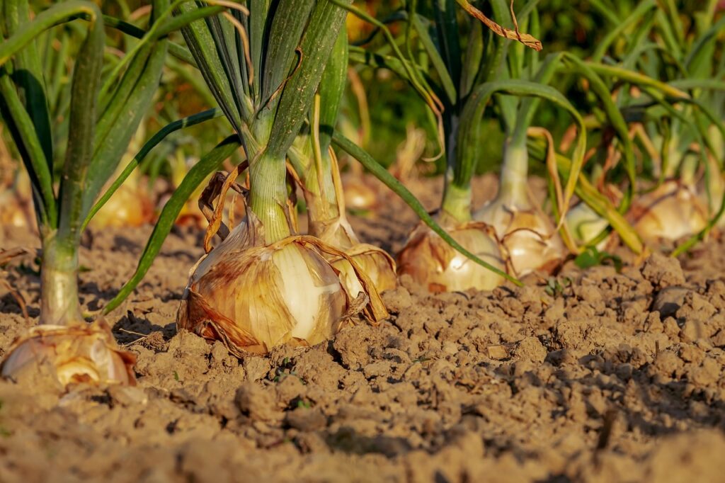 onion tree